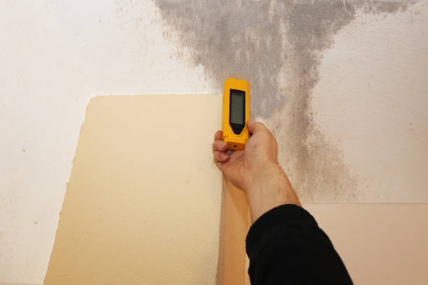 Best Mold Documentation for Insurance Claims  in Whitney, NV