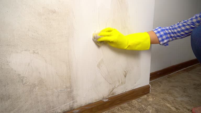 Best Mold-Related Health Consultation  in Whitney, NV