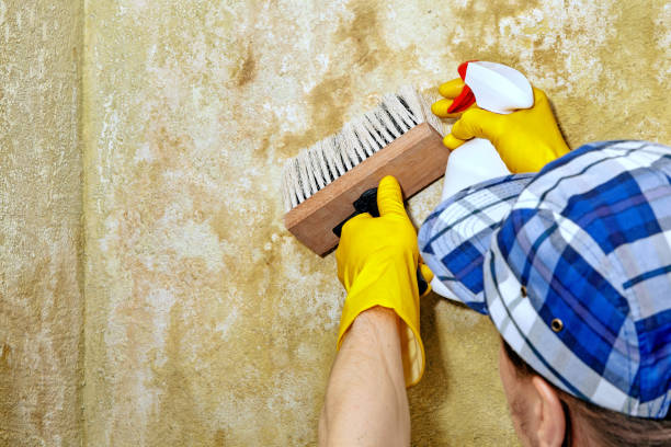 Best Mold Prevention Services  in Whitney, NV