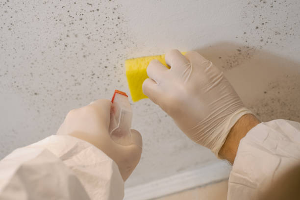 Best Mold Remediation for Healthcare Facilities  in Whitney, NV