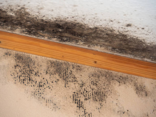 Best Basement Mold Removal  in Whitney, NV