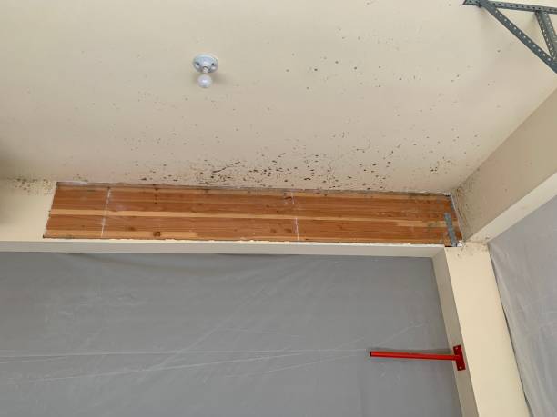 Best Asbestos and Lead Testing During Mold Inspection  in Whitney, NV