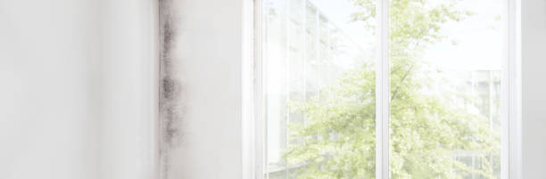 Best HVAC Mold Inspection and Cleaning  in Whitney, NV