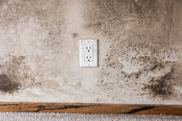 Professional Mold Removal in Whitney, NV