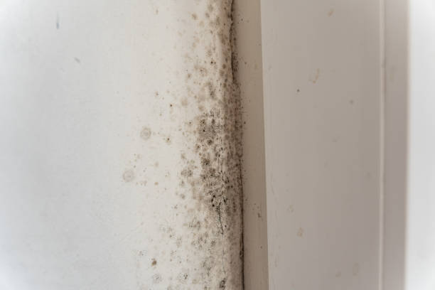 Best Forensic Mold Investigation  in Whitney, NV
