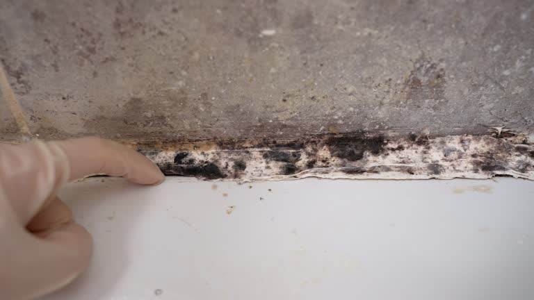Best Emergency Mold Remediation  in Whitney, NV