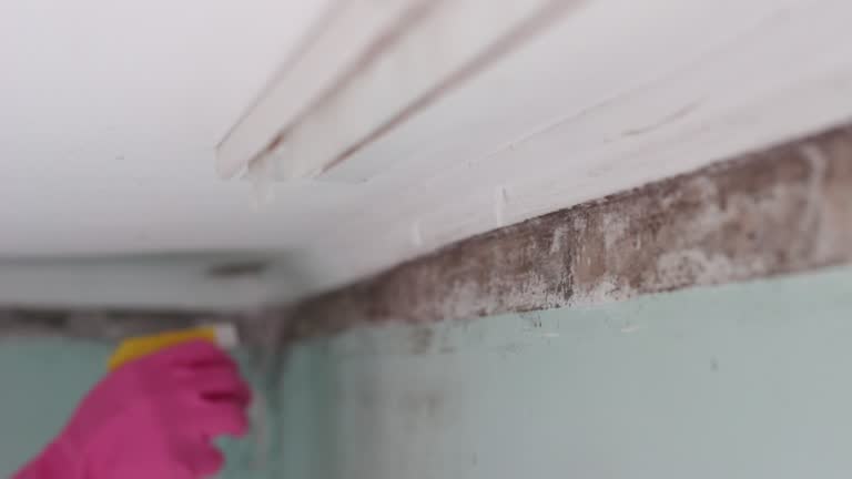 Best Comprehensive Air Testing for Mold Contaminants  in Whitney, NV