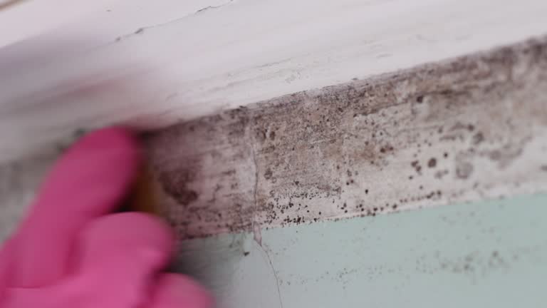 Best Biohazard Mold Removal  in Whitney, NV